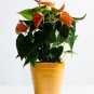 Anthurium Plants Beautiful Rainbow 100 seeds