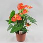 Anthurium Plants Beautiful Rainbow 100 seeds