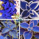 Rare Coleus Blumei Rainbow Mix Color Flower 200 seeds