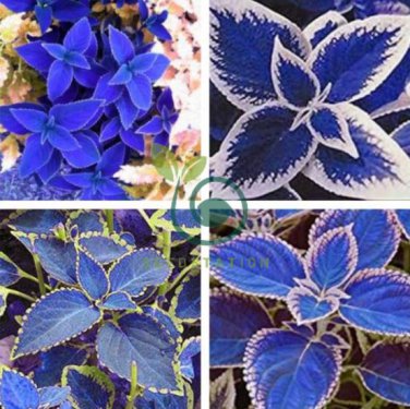 Rare Coleus Blumei Rainbow Mix Color Flower 200 seeds