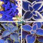 Rare Coleus Blumei Rainbow Mix Color Flower 200 seeds