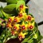 Hoya Kerrii Bonsai (December Orchid) Family 200 seeds