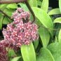 Hoya Kerrii Bonsai (December Orchid) Family 200 seeds