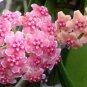 Hoya Kerrii Bonsai (December Orchid) Family 200 seeds