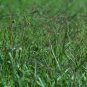 Cynodon Dactylon Grass Semente 1000 seeds