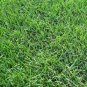 Cynodon Dactylon Grass Semente 1000 seeds