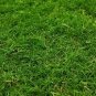 Cynodon Dactylon Grass Semente 1000 seeds