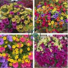 Hanging Petunia Garden Petunia Mixed Color Potted 400 seeds