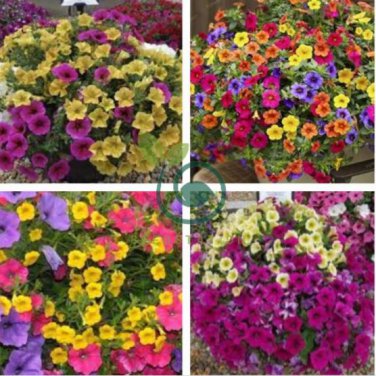 Hanging Petunia Garden Petunia Mixed Color Potted 400 seeds