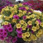 Hanging Petunia Garden Petunia Mixed Color Potted 400 seeds