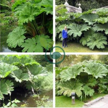 Gunnera Manicata Bonsai Also Called Giant Rhubarb 100 seeds