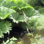 Gunnera Manicata Bonsai Also Called Giant Rhubarb 100 seeds
