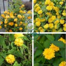 Garden Flower Bonsai Kerria Japonica Sophora Japonica Flowering 100 seeds