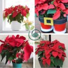 Poinsettia DIY Potted Colorful 200 seeds