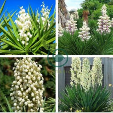 Yucca Bonsai 100 seeds