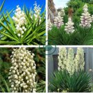 Yucca Bonsai 400 seeds