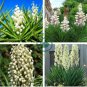 Yucca Bonsai 400 seeds