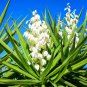 Yucca Bonsai 400 seeds