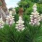 Yucca Bonsai 400 seeds