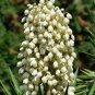 Yucca Bonsai 400 seeds