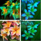 Plumeria Seeds Hawaiian Frangipani Flower 200 seeds