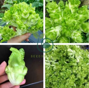 Catechu Spores mustard Vegetables 2000 seeds