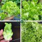 Catechu Spores mustard Vegetables 2000 seeds