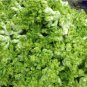 Catechu Spores mustard Vegetables 2000 seeds