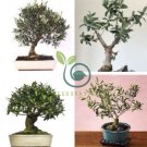 Olive Bonsai Tree Seeds Olea Europaea Bonsai Mini Olive Tree 10 seeds