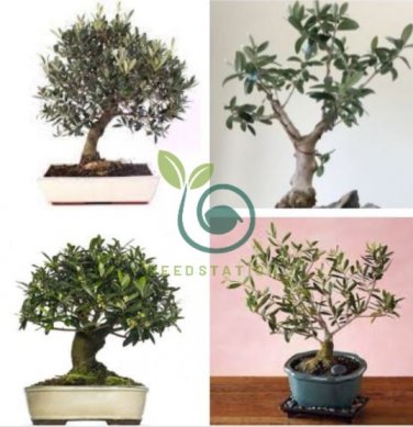 Olive Bonsai Tree Seeds Olea Europaea Bonsai Mini Olive Tree 10 seeds