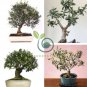 Olive Bonsai Tree Seeds Olea Europaea Bonsai Mini Olive Tree 10 seeds