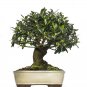 Olive Bonsai Tree Seeds Olea Europaea Bonsai Mini Olive Tree 10 seeds