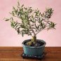 Olive Bonsai Tree Seeds Olea Europaea Bonsai Mini Olive Tree 10 seeds
