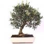 Olive Bonsai Tree Seeds Olea Europaea Bonsai Mini Olive Tree 20 seeds