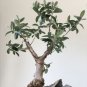 Olive Bonsai Tree Seeds Olea Europaea Bonsai Mini Olive Tree 20 seeds
