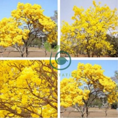 Rare Golden Trumpet Tree Plants 100 seeds