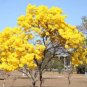 Rare Golden Trumpet Tree Plants 100 seeds