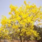 Rare Golden Trumpet Tree Plants 100 seeds