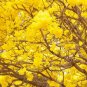 Rare Golden Trumpet Tree Plants 100 seeds