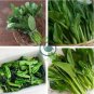 Sweet and Tender Choy Sum Organic Cabbage 520 seeds