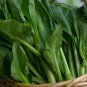 Sweet and Tender Choy Sum Organic Cabbage 520 seeds