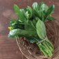 Sweet and Tender Choy Sum Organic Cabbage 520 seeds