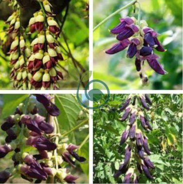 Heirloom Mucuna Pruriens 10 seeds