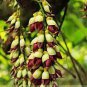 Heirloom Mucuna Pruriens 10 seeds