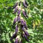 Heirloom Mucuna Pruriens 10 seeds