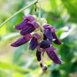Heirloom Mucuna Pruriens 10 seeds