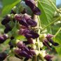 Heirloom Mucuna Pruriens 10 seeds