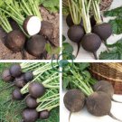 Heirloom Rare Black Small Fruit Radish with White meat 200 seeds