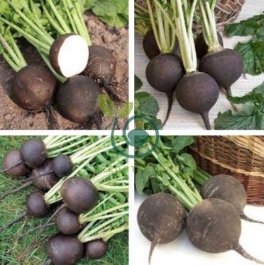 Heirloom Rare Black Small Fruit Radish with White meat 200 seeds