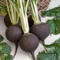 Heirloom Rare Black Small Fruit Radish with White meat 200 seeds